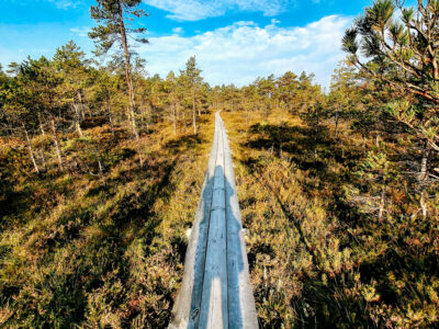 SUP sunrise in the swamp: Ķemeri bog – Piedzīvojums - saullēkts ar SUP Cenas tīrelī