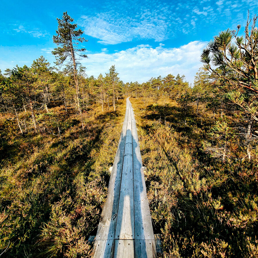 SUP sunrise in the swamp: Ķemeri bog – Piedzīvojums - saullēkts ar SUP Cenas tīrelī